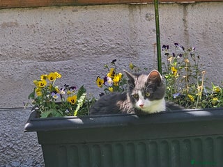 Mixed Breed cats Marley - Advert 1