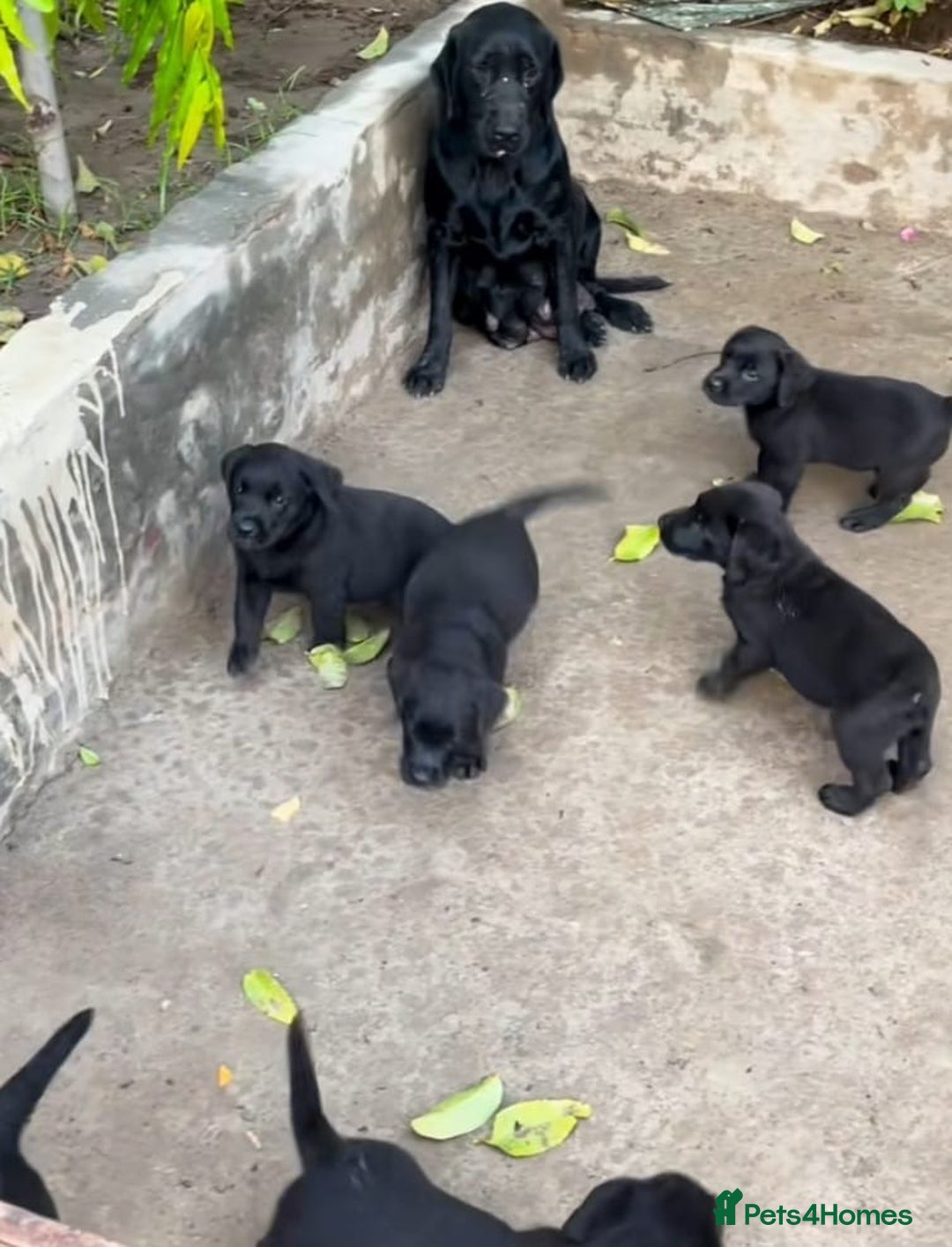 Labrador Retriever dogs for sale: Beautiful Labrador puppies for sale - Advert 2