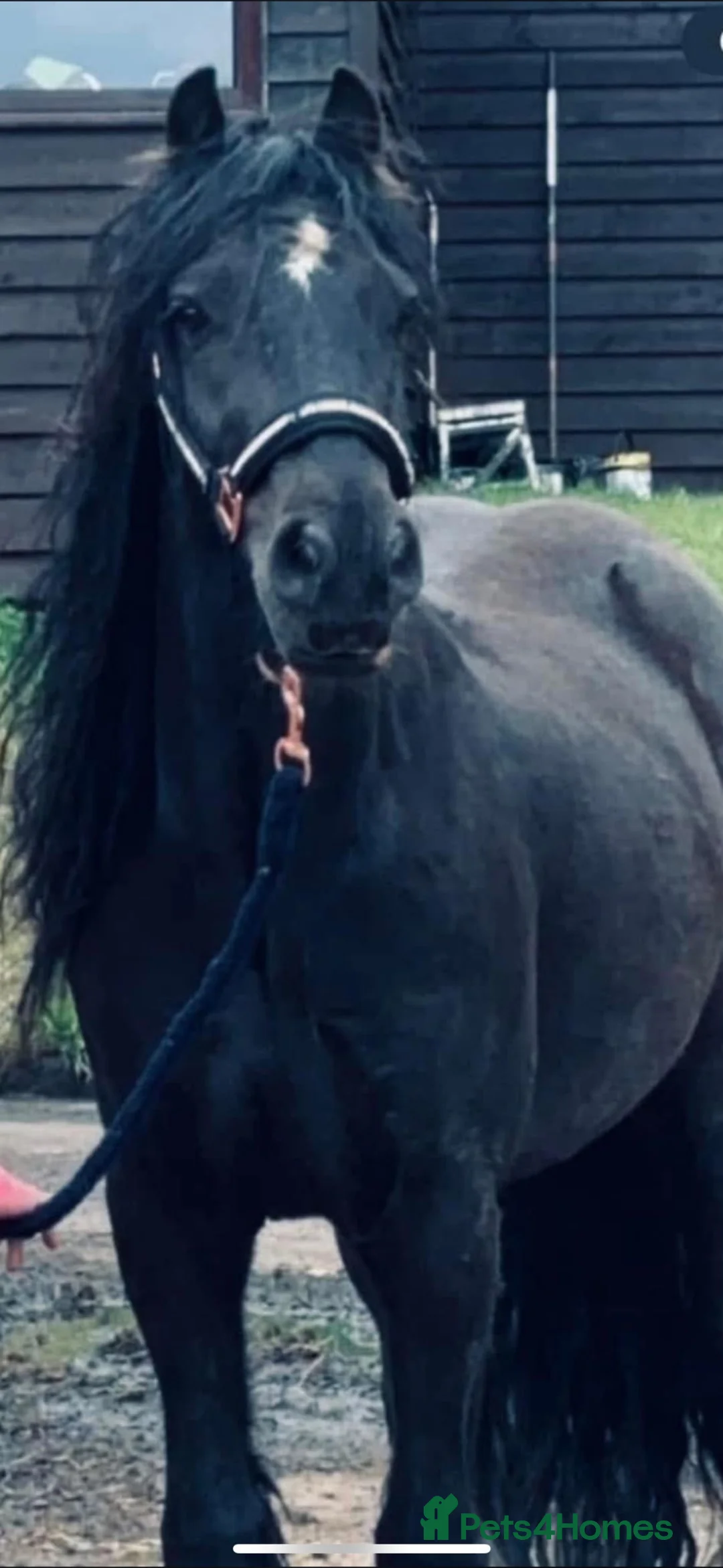 Irish Cob horses for sale: Gorgeous kids pony - Advert 1