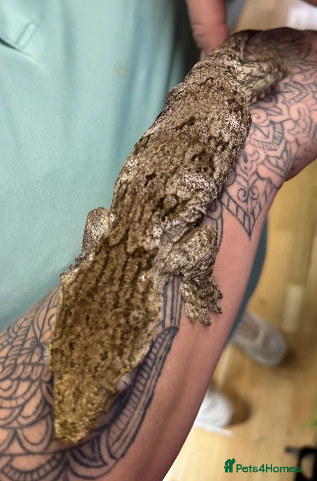 Gecko reptiles for sale: Leachianus Gecko - Advert 4