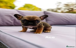 French Bulldog dogs for sale: Quality litter French Bulldogs - Image 8