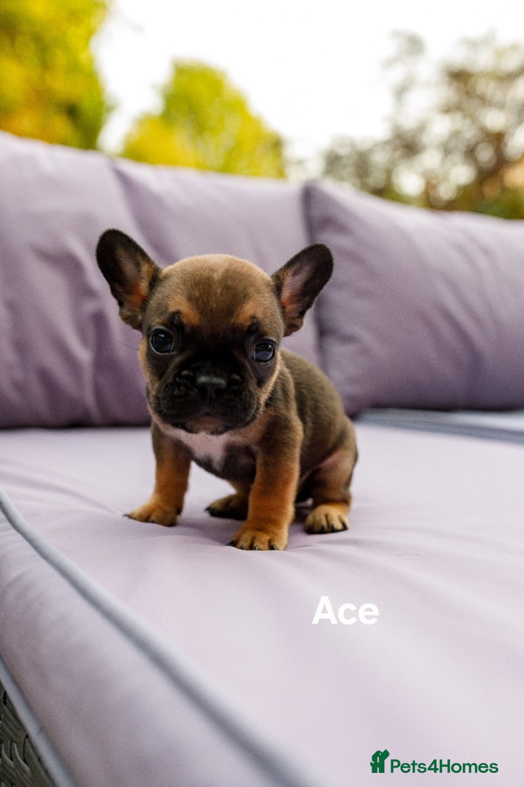 French Bulldog dogs for sale: Quality litter French Bulldogs - Image 8