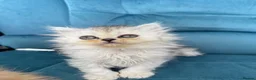Persian cats for sale: Beautiful Persian Kittens Available forLovingHomes - Advert 10