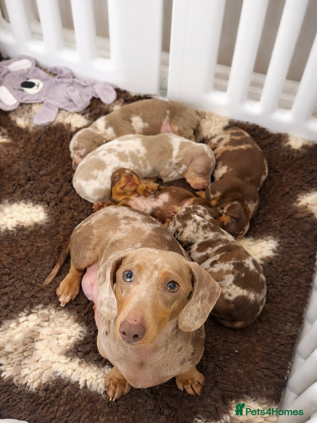 Miniature Dachshund dogs Smooth haired miniature dachunds.  - Advert 1