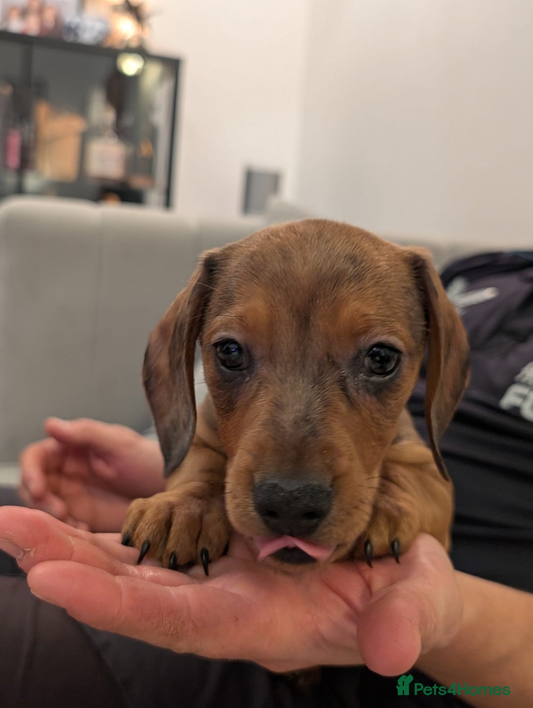 Miniature Dachshund dogs for sale: 2x miniature dachshunds - Image 10