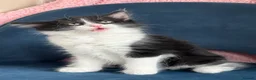 Mixed Breed cats for sale: * 7 BEAUTIFUL KITTENS * 4 FEMALE AND 3 MALE * - Advert 18
