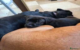 Mixed Breed dogs for sale: Mastador pup - Image 6
