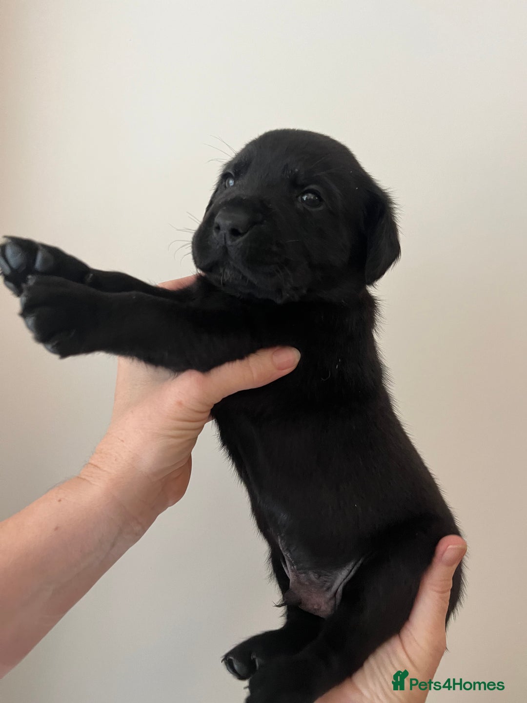 Mixed Breed dogs for sale: 11 Fabulous LABROTTIES - Advert 6