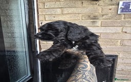 Cockapoo dogs for sale: READY NOW American Cockapoos - Image 4