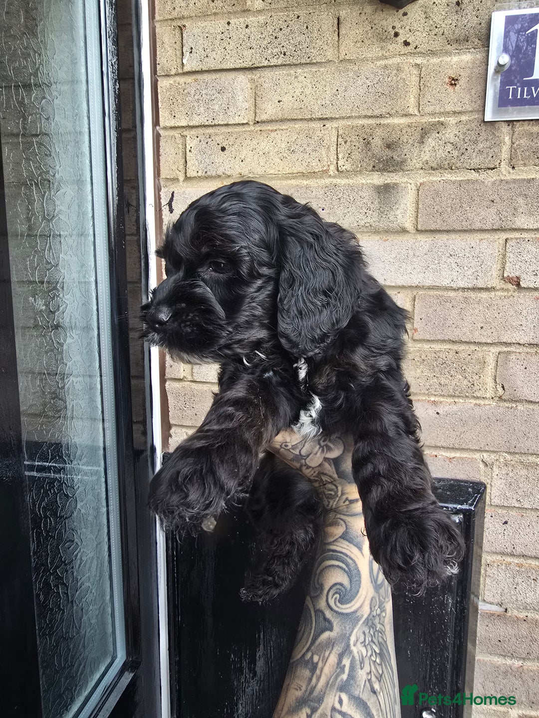 Cockapoo dogs for sale: READY NOW American Cockapoos - Image 4