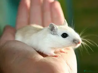 Gerbil rodents Young male gerbils - Advert 6