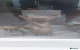 Chihuahua dogs for sale: Boy & girl chihuahua puppies  - Image 19