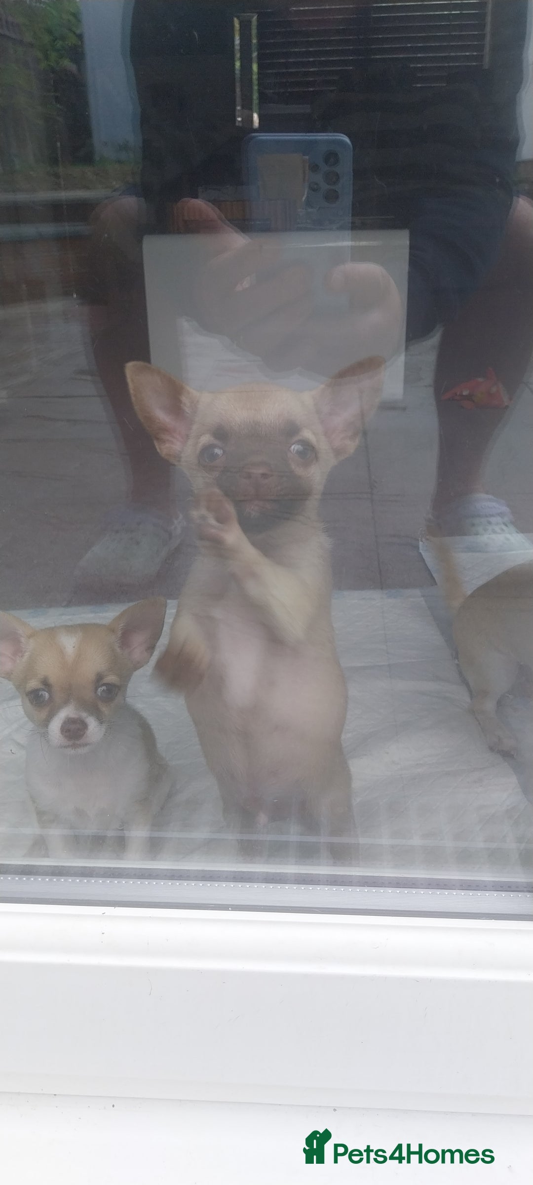 Chihuahua dogs for sale: Boy & girl chihuahua puppies  - Image 19