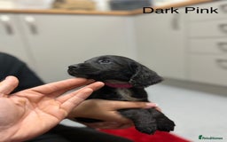 Cocker Spaniel dogs for sale: Working cocker spaniel puppies - Image 3