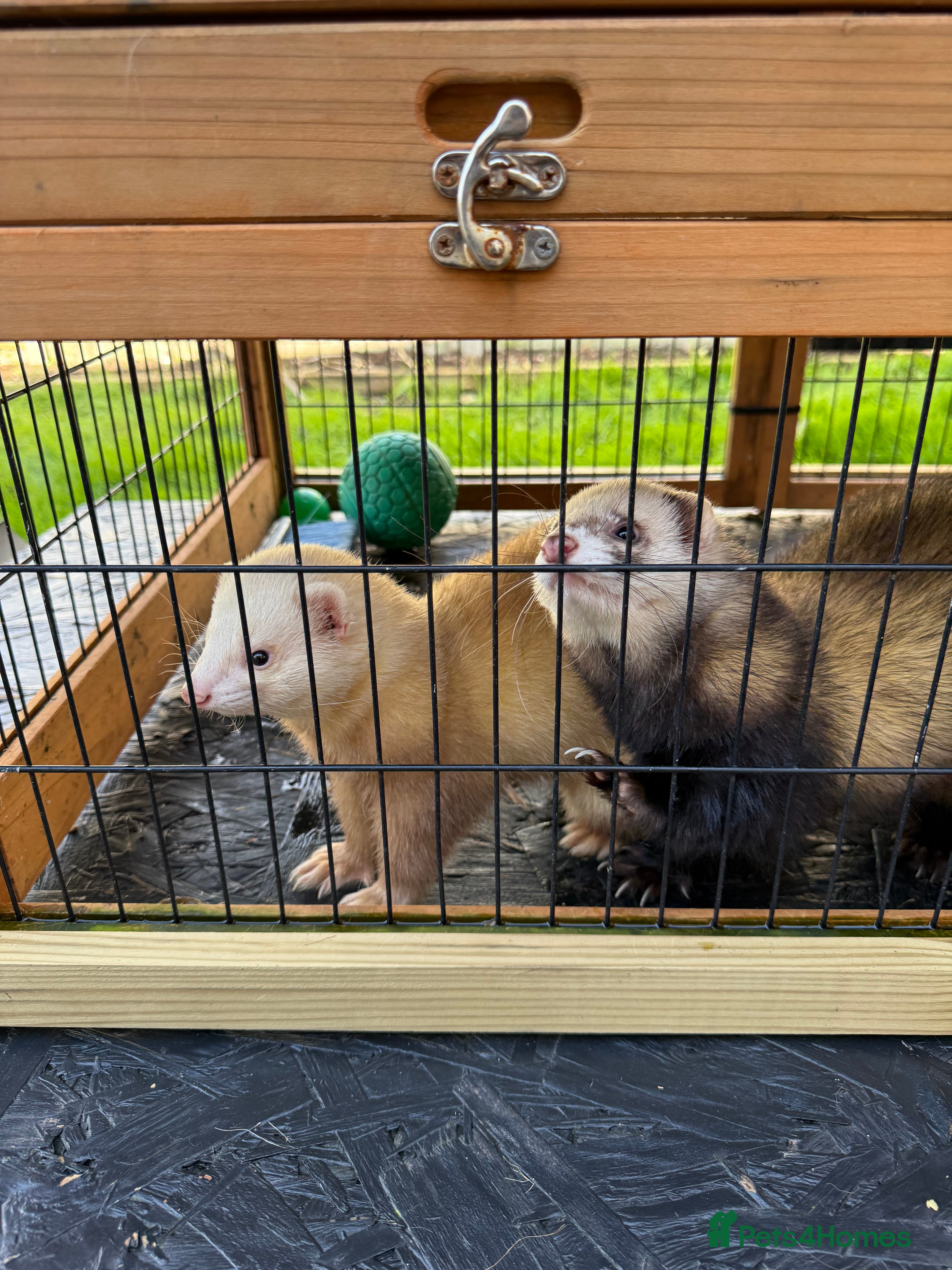 Ferret rodents 2 Boys for adoption - Advert 2