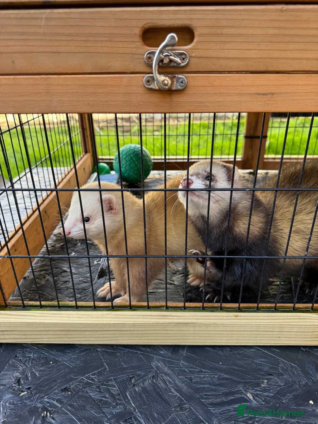 Ferret rodents for sale: 2 Boys for adoption - Advert 2