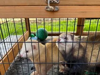 Ferret rodents 2 Boys for adoption - Advert 2