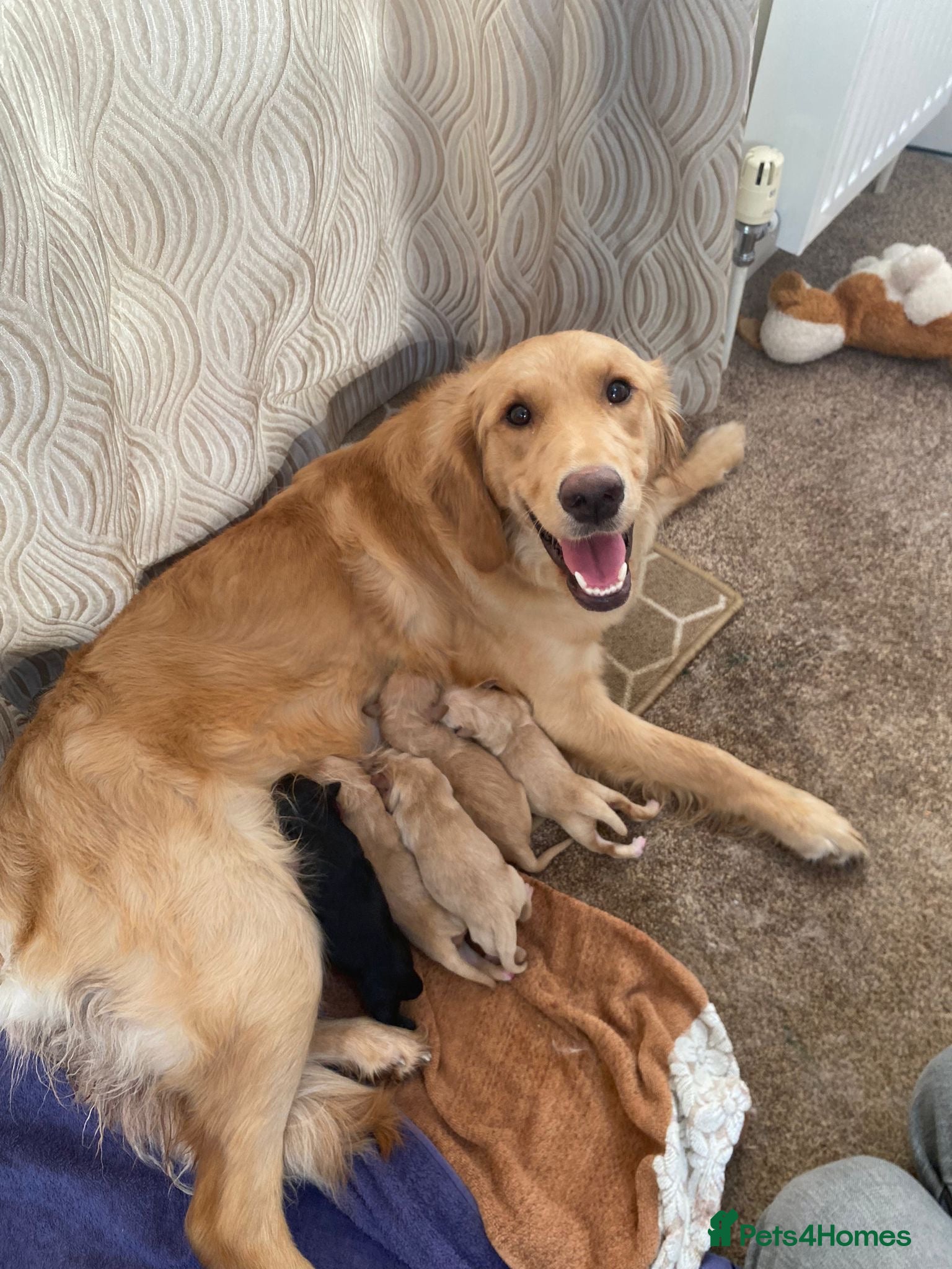 Mixed Breed dogs Golden retriever x Labrador puppies! - Advert 1