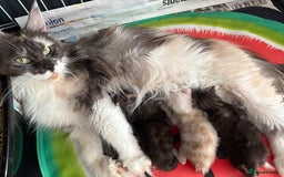 Maine Coon cats for sale: Beautiful playful 4 mainecoons kittens  - Image 14