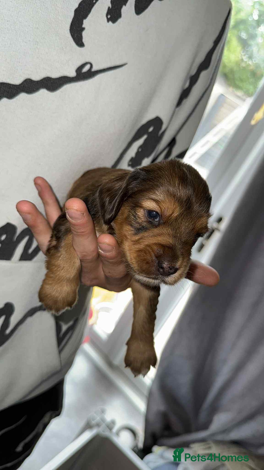 Cocker Spaniel dogs for sale: 1 stunning little boy cockerspaniel  - Image 6