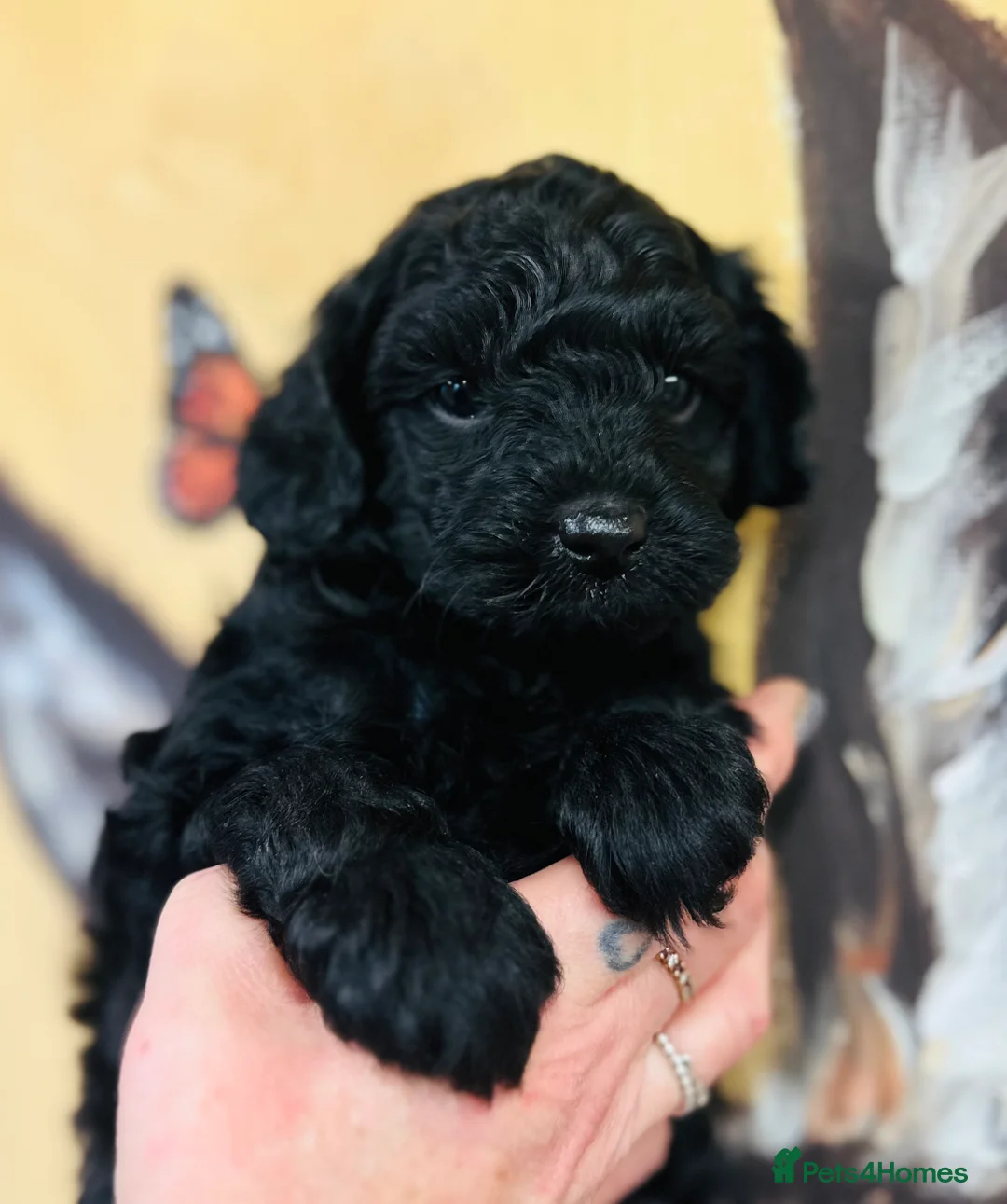 Mixed Breed dogs for sale: Powderpuff poos  - Advert 3