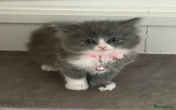 Ragdoll cats for sale: Persian x Ragdoll kittens - Image 6