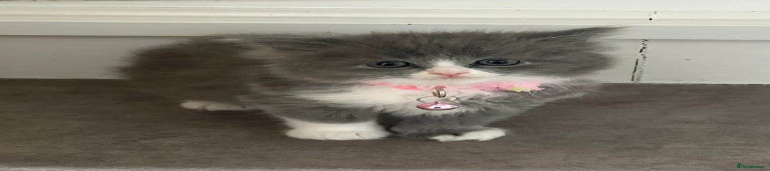 Ragdoll Kitten 3