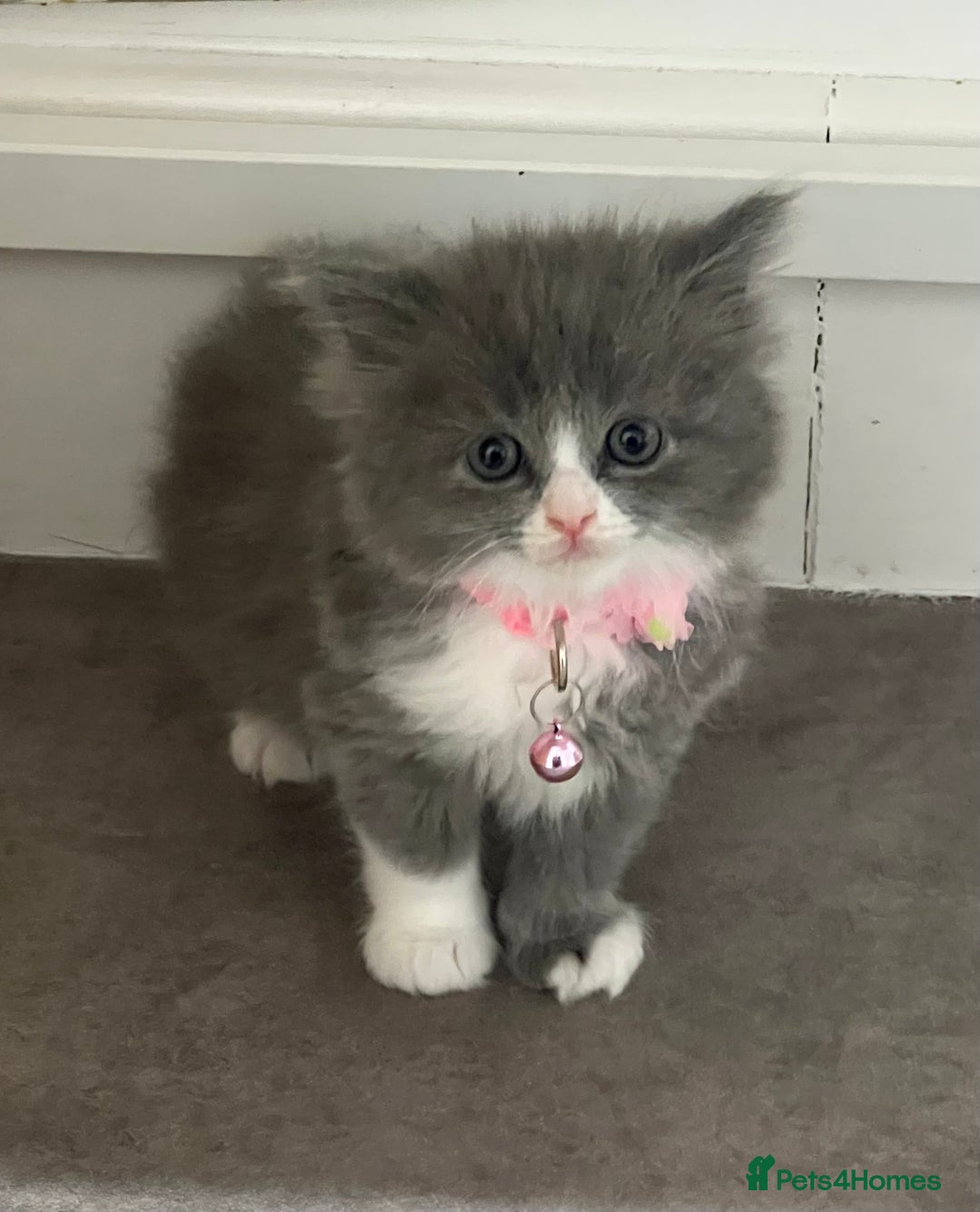 Ragdoll cats for sale: Persian x Ragdoll kittens - Image 6
