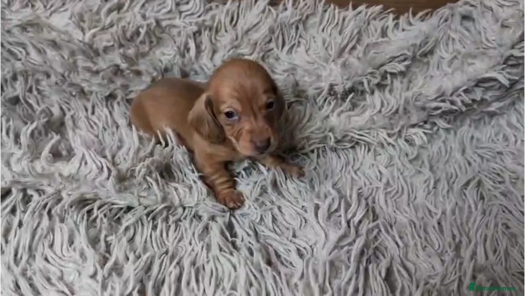 Miniature Dachshund dogs for sale: Mini Dachshund Puppies KC Ready start of March 🐾 - Advert 29
