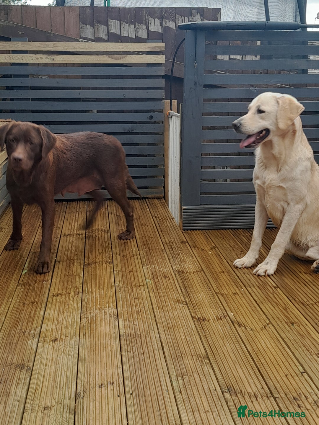 Labrador Retriever dogs for sale: Labrador Puppies Vet checked Ready to be rehomed - Advert 5
