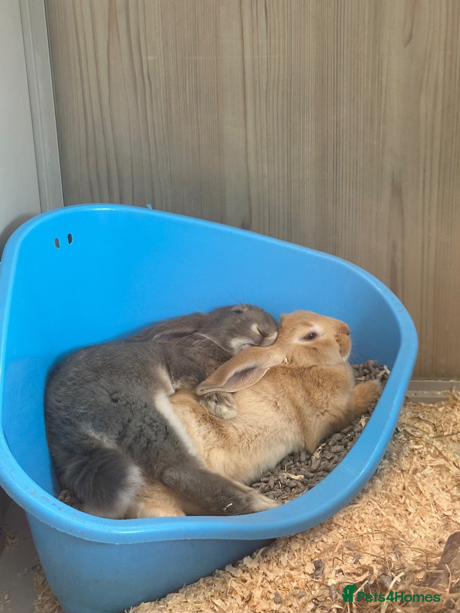 Mixed Breed rabbits x2 Male Rabbits - Advert 4