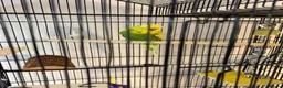 Budgerigars birds for sale: Lovely Male English Budgie for sale  - Advert 5
