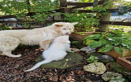German Shepherd dogs for sale: Gorgeous long coated German Shepherd puppies - Image 18