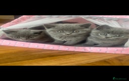 British Shorthair cats for sale: British Shorthair kittens for sale - Image 3