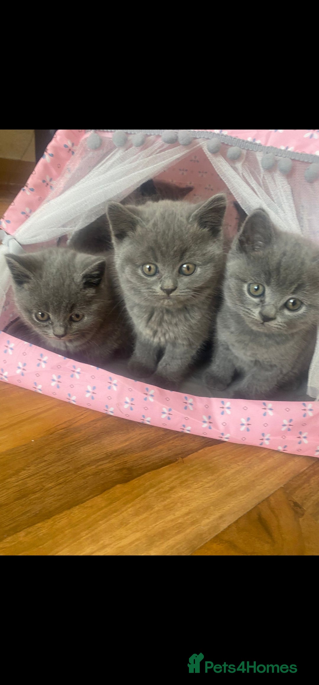 British Shorthair cats for sale: British Shorthair kittens for sale - Image 3