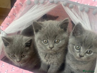 British Shorthair cats British Shorthair kittens for sale - Advert 3