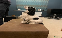 Cocker Spaniel dogs for sale: Beautiful 18 month Show Cocker Spaniel - Image 5