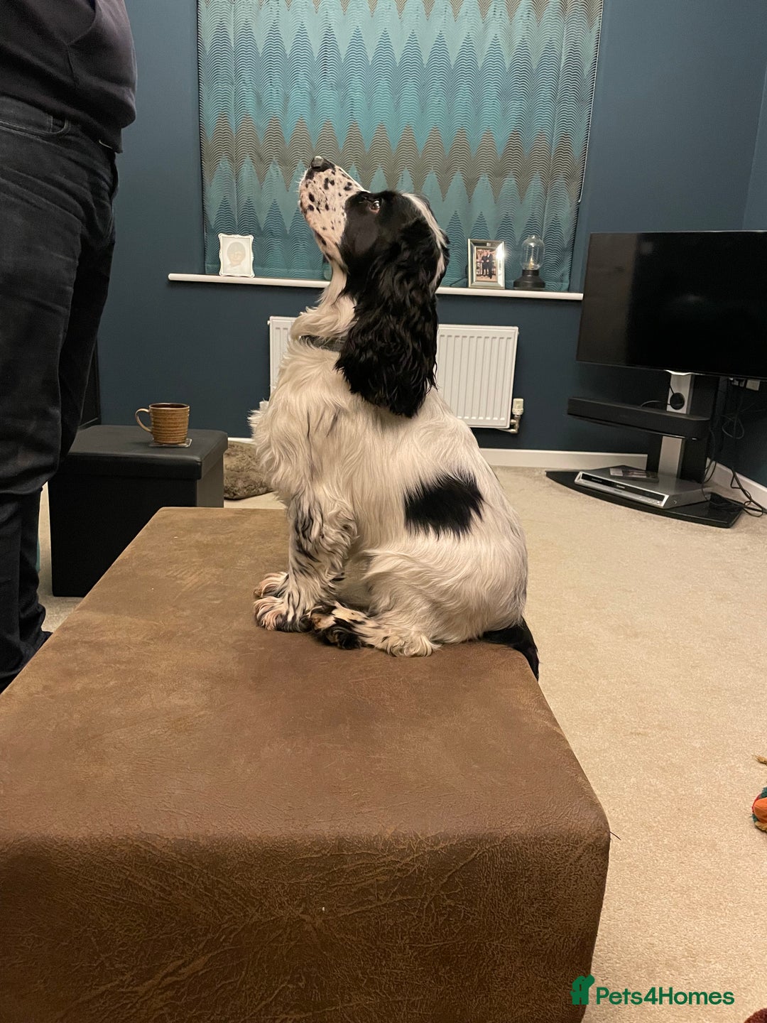 Cocker Spaniel dogs for sale: Beautiful 18 month Show Cocker Spaniel - Image 5