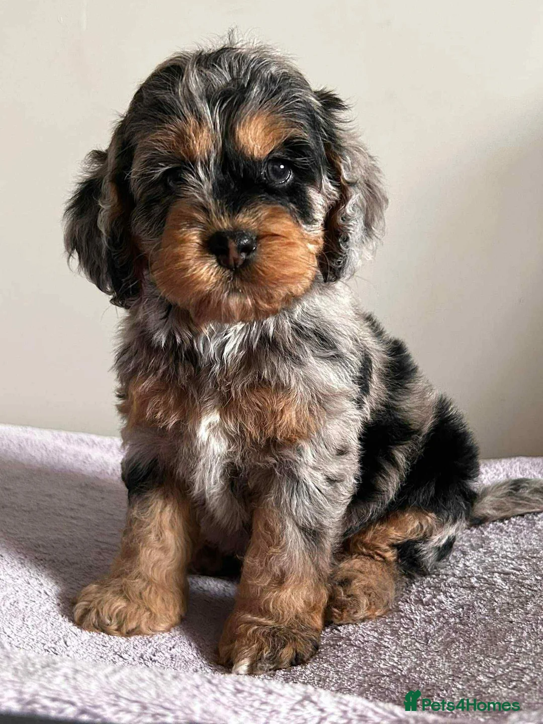 Cockapoo dogs for stud: unique and beautiful f3 american cockapoo stud - Advert 22