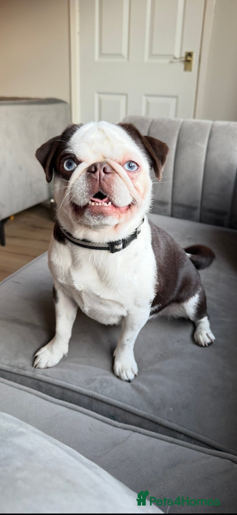 Pug dogs 🐾 Beautiful Pug Puppies 🐾 - Advert 4