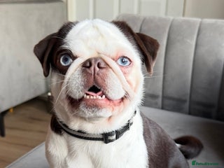 Pug dogs 🐾 Beautiful Pug Puppies 🐾 - Advert 2