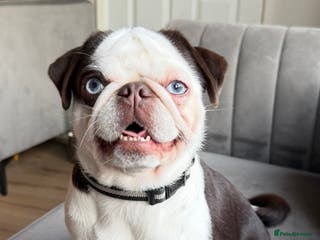 Pug dogs 🐾 Beautiful Pug Puppies 🐾 - Advert 6