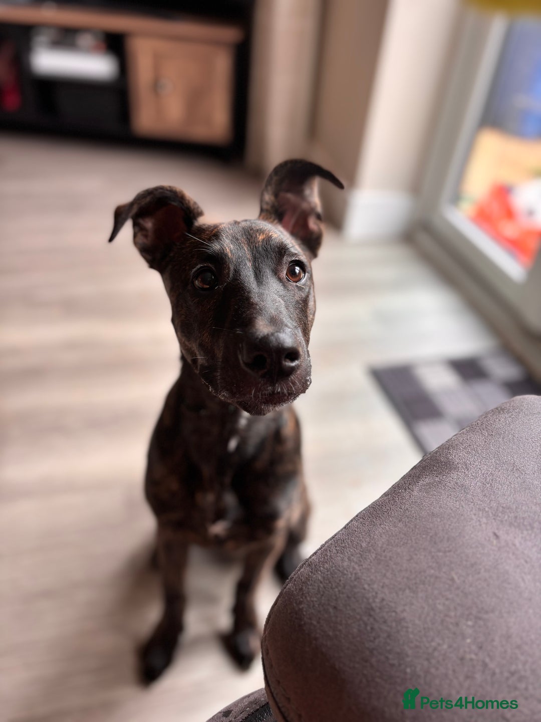 Mixed Breed dogs for sale: REHOME- Belgian Malanois x Staff - Advert 8