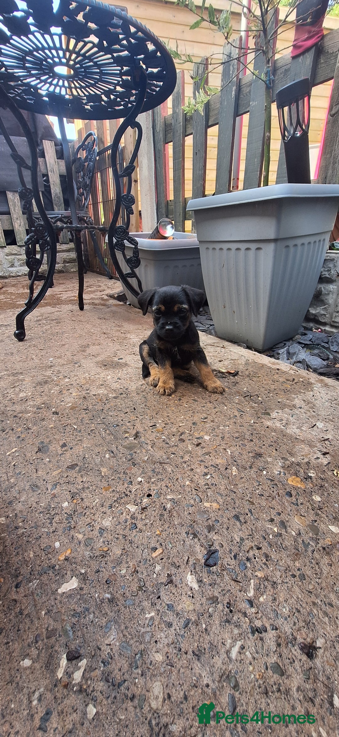 Border Terrier dogs for sale: Grizzle Border terrier pups slem tested parents  - Image 13