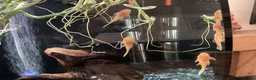 Plecos fish for sale: Blue-eye lemon Bristlenose pleco juveniles  - Advert 14