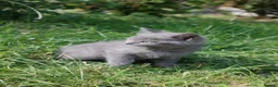 British Shorthair cats for sale: BEAUTIFUL Scottish Fold British Shorthair kitten in Leeds - Advert 6