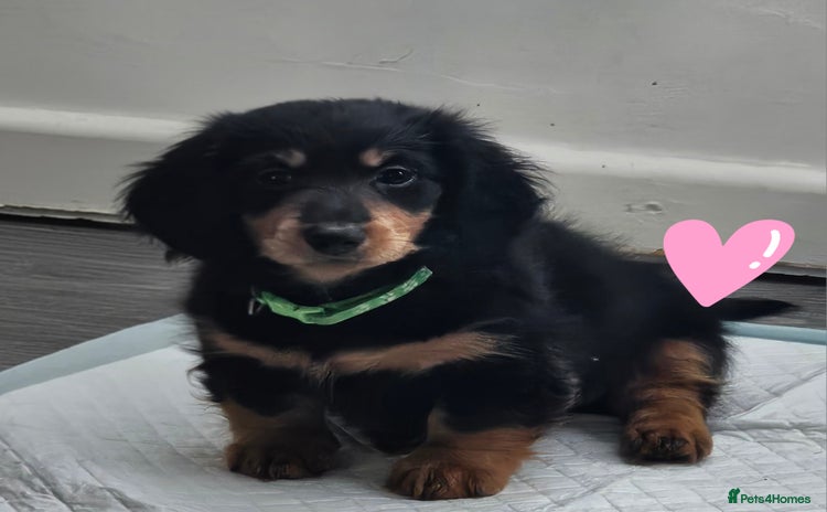 Dachshund dogs - Advert 12