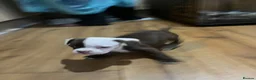Mixed Breed dogs for sale: Boston cross frenchie - Advert 33
