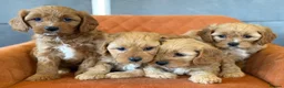 Cavapoo dogs for sale: Cavapoo F1 - Advert 3