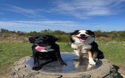 Mixed Breed dogs for sale: Collie cross pups for sale - Image 5